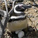 Punta Tombo - Penguins